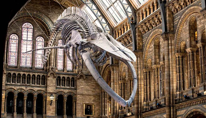 Natural History Museum