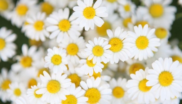 Camomille