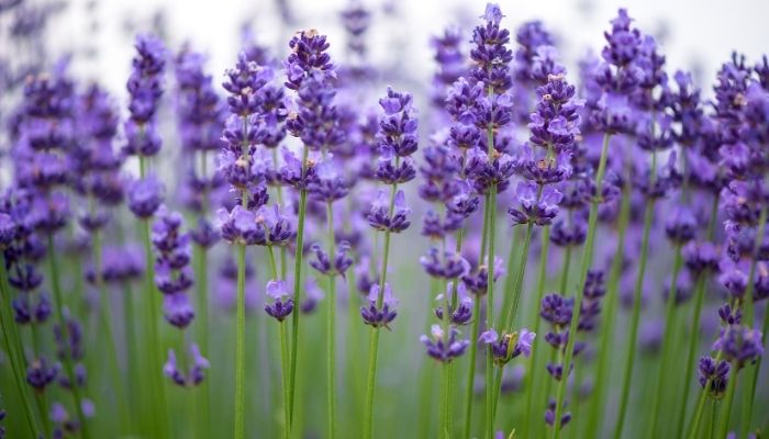 Lavande 