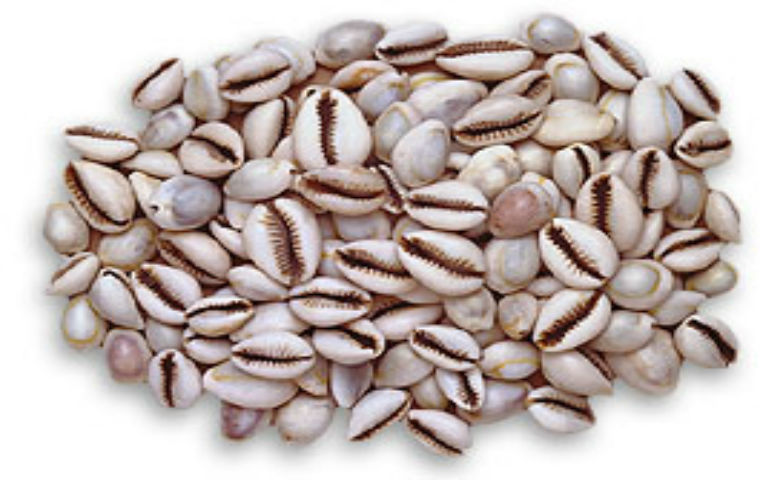 Cauris monnaies coquillages dAfrique