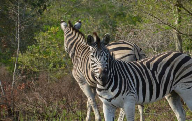 isimangaliso wetland