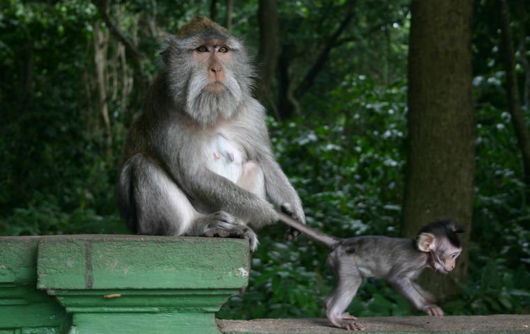 Monkey forest
