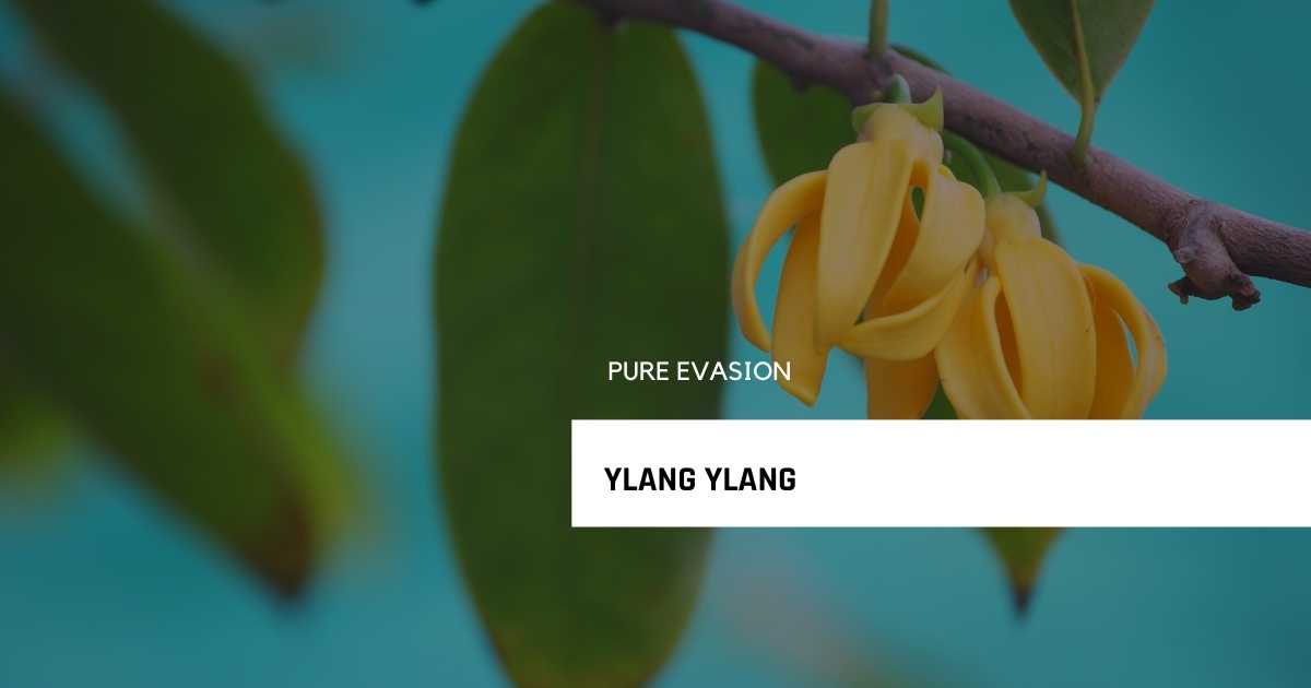 ylang ylan relaxation