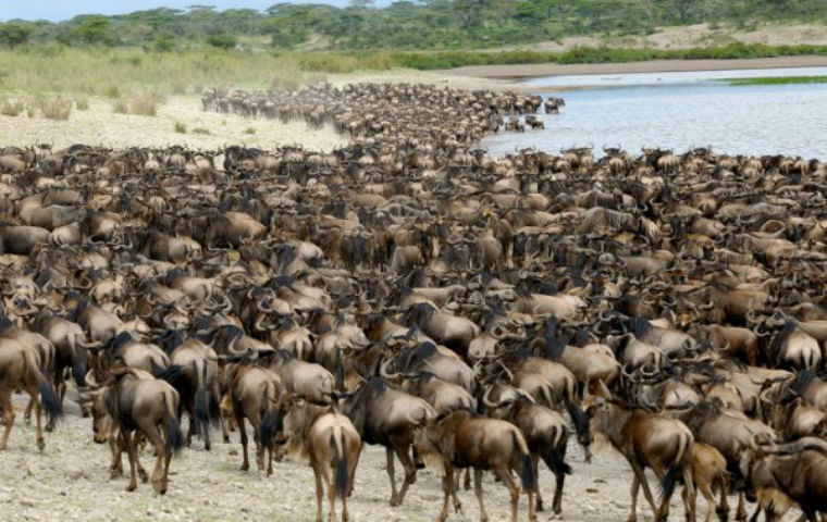 Grande migration des annimaux