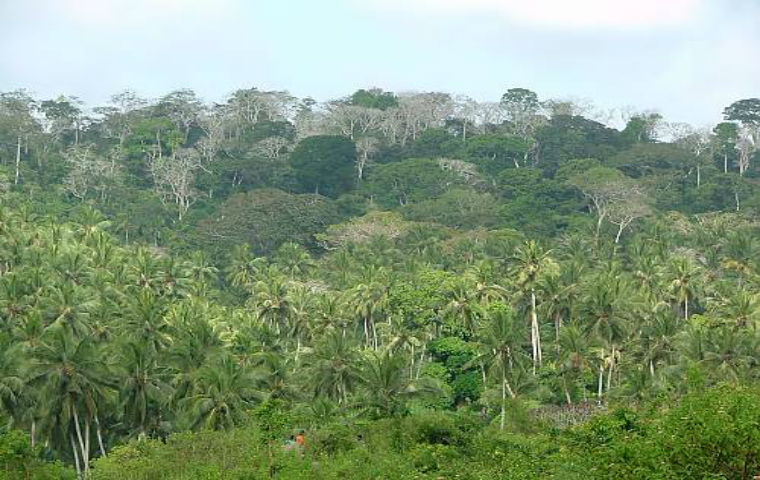 La Forts sacres de kayas des Mijikenda