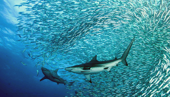Sardine Run en Afrique du Sud