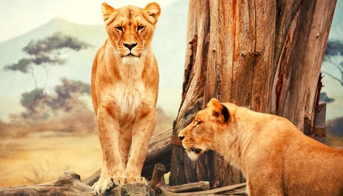 safari Afrique du sud